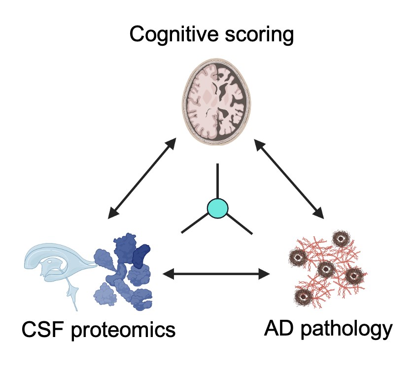 Cerebrospinal fluid synaptic biomarkers of cognitive decline